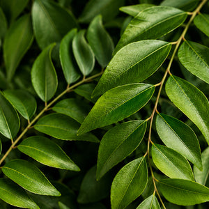 Curry Leaves