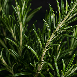 Rosemary